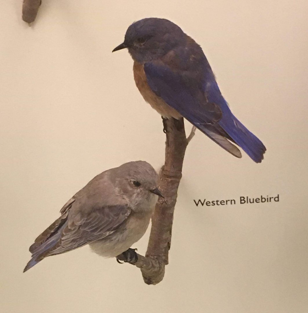 Western bluebird (Sialia mexicana)