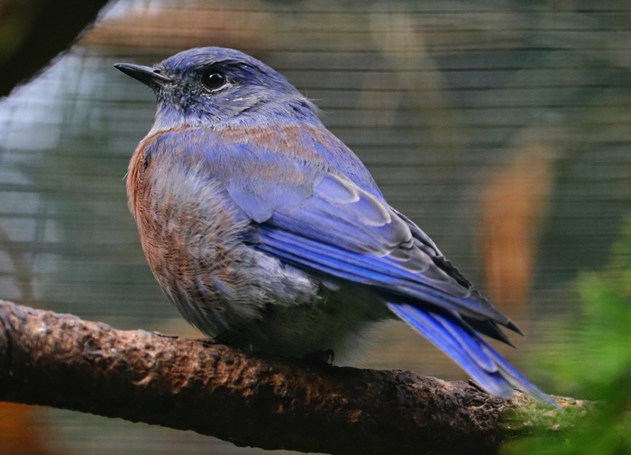 Western bluebird (Sialia mexicana)