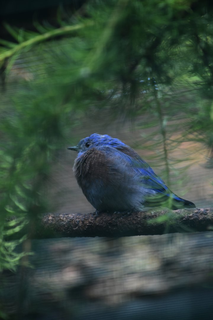 Western bluebird, Sialia mexicana