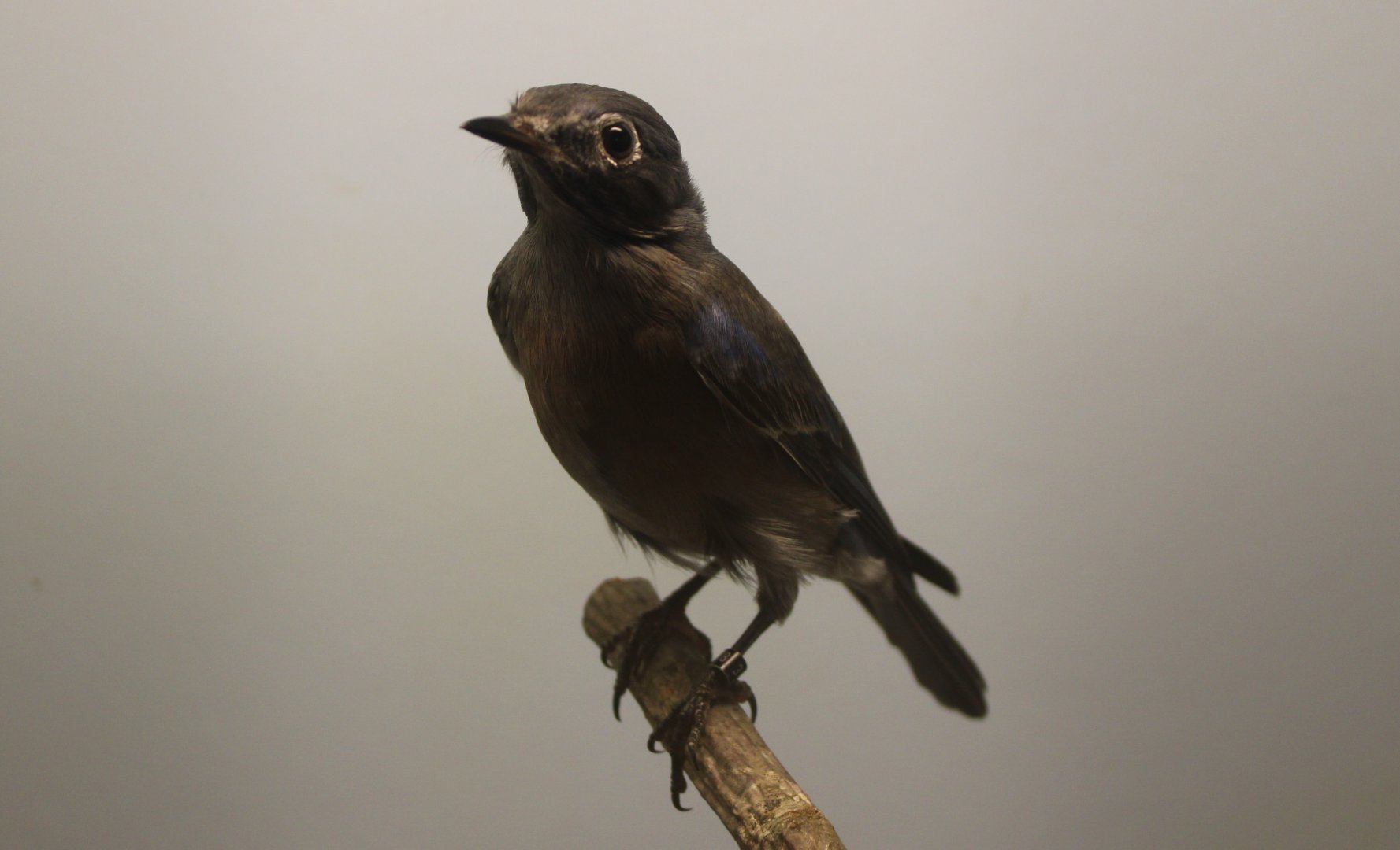 Western bluebird - young male