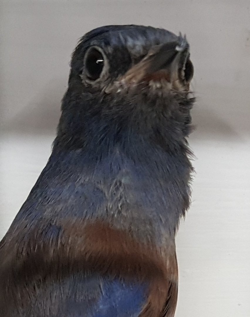Western Bluebird