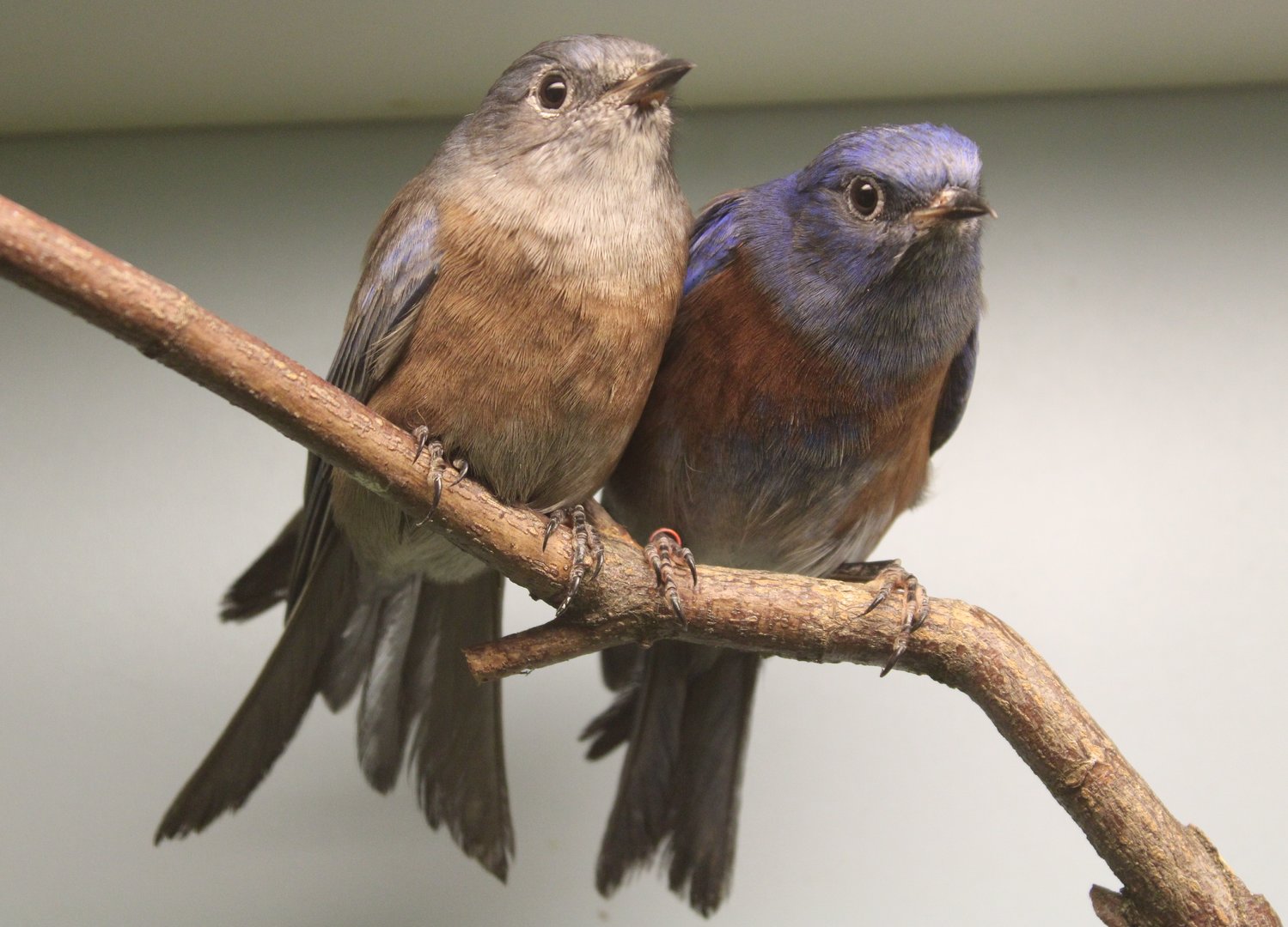 Western bluebirds - pair