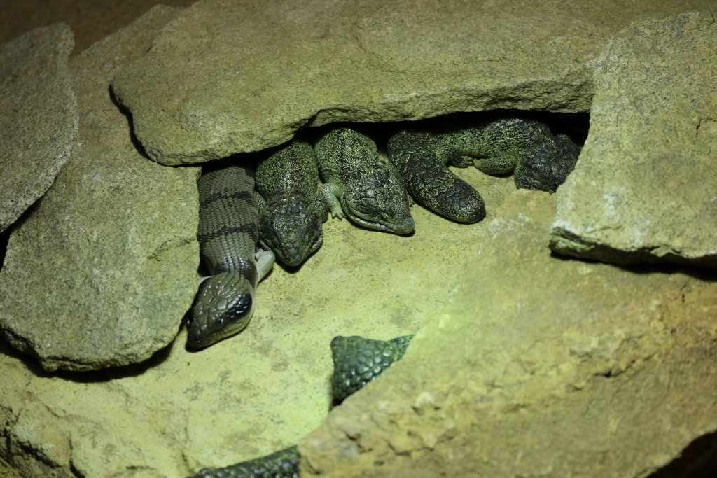 Western Bluetongue and Shinglebacks