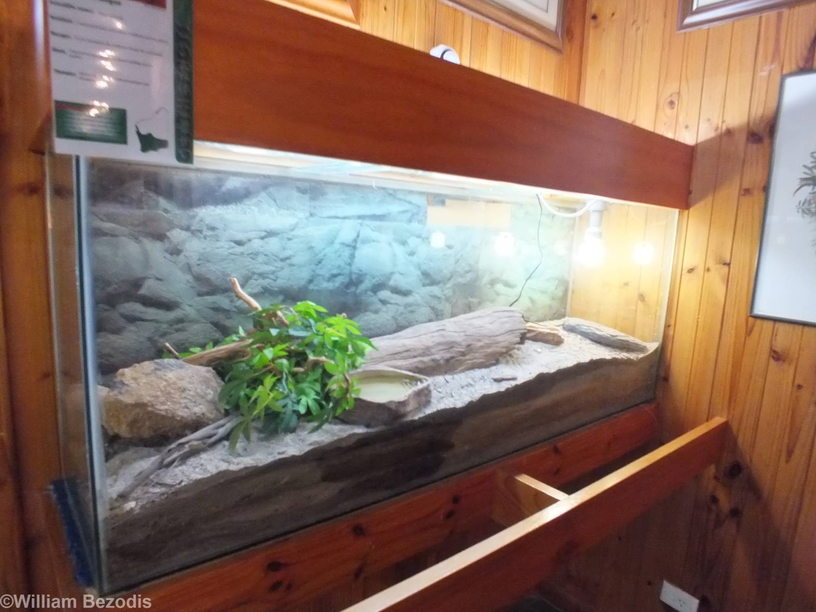 Western Bluetongue Enclosure - Herdsman Lake Visitor Centre
