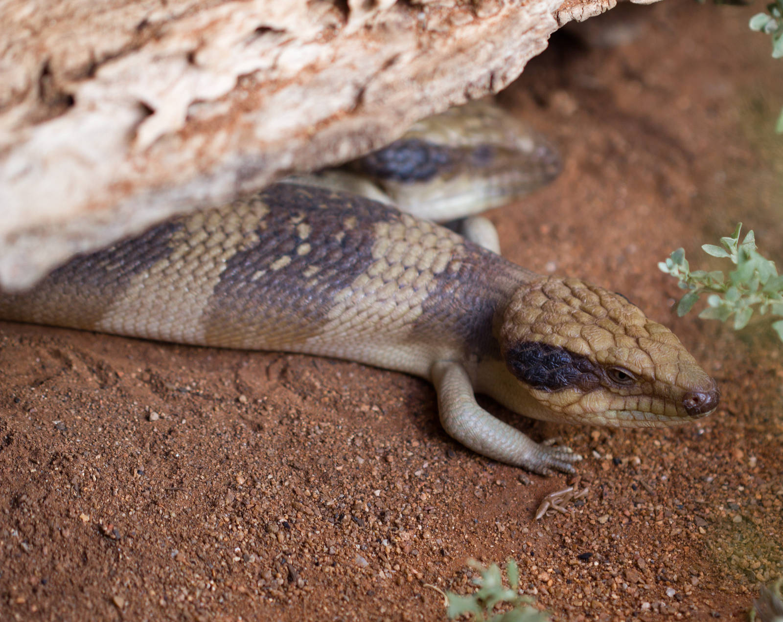 Western Bluetongue Skink