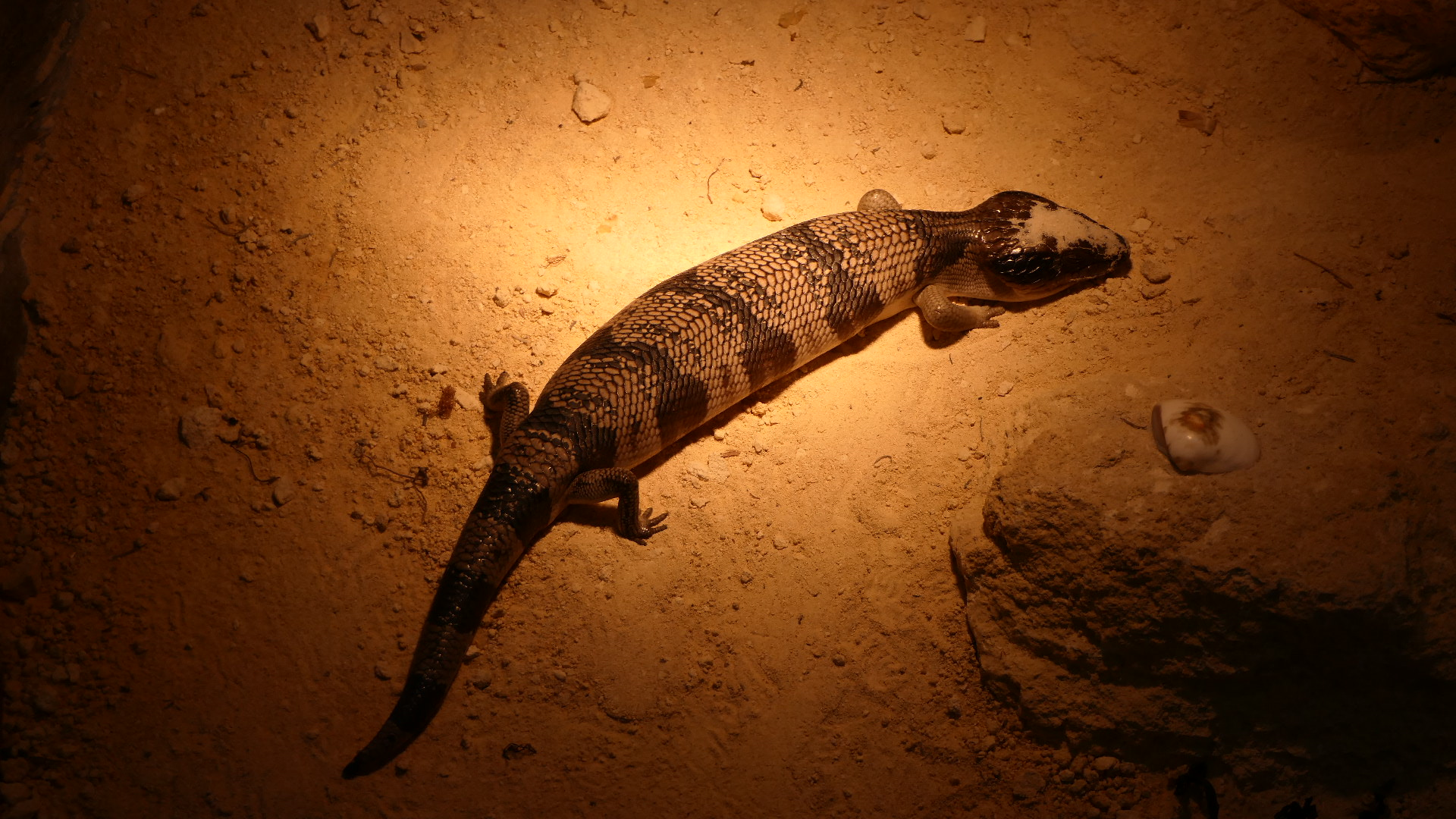 Western Bluetongue