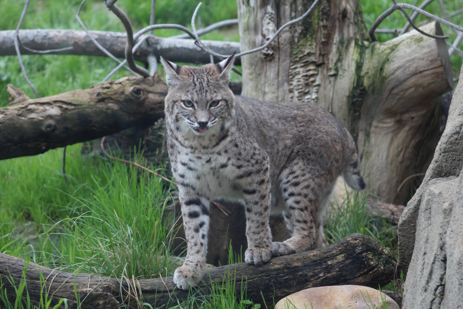 Western Bobcat