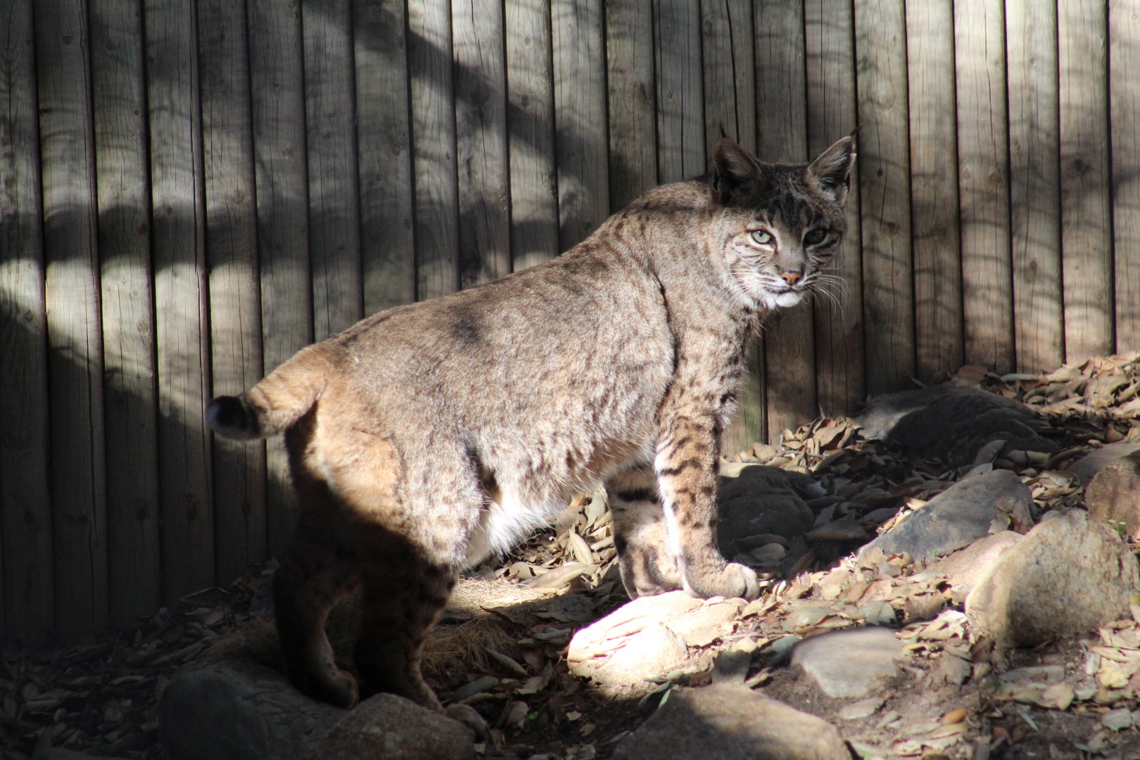 Western Bobcat