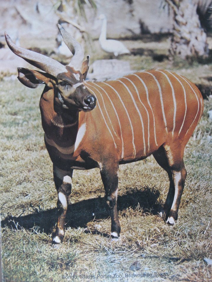 Western Bongo (T. euryceros euryceros), Late Stephan Romo's picture 80's