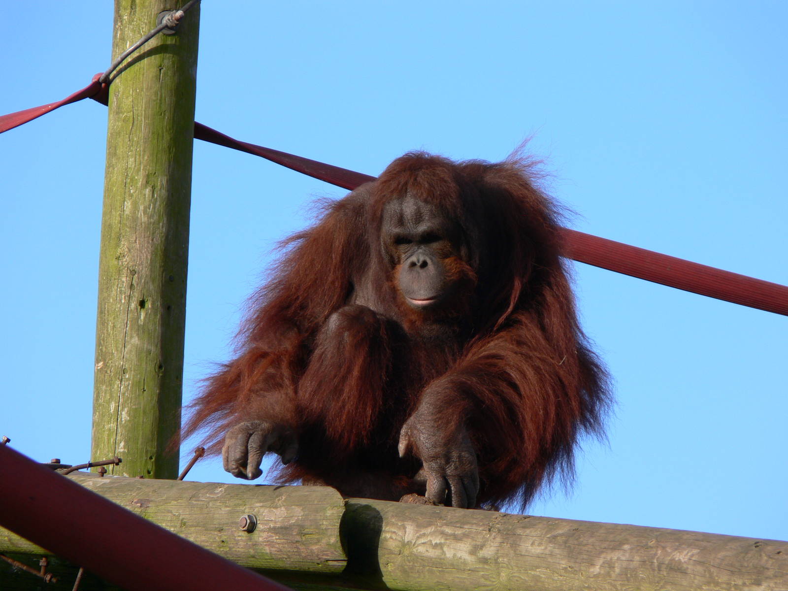 Western Bornean Orangutan at Blackpool Zoo, 09/12/12