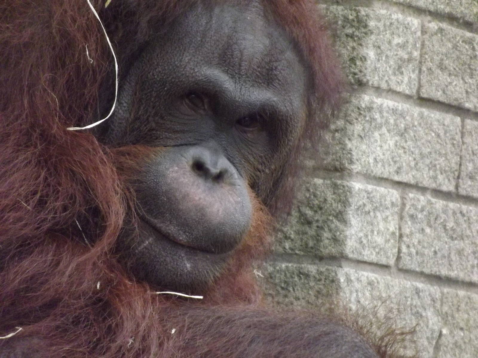 Western Bornean Orangutan at Blackpool Zoo 11/03/12