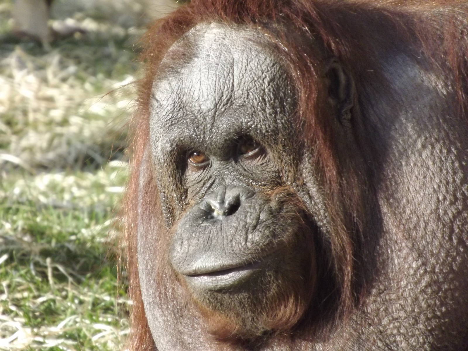 Western Bornean orangutan at Blackpool Zoo 15/01/12