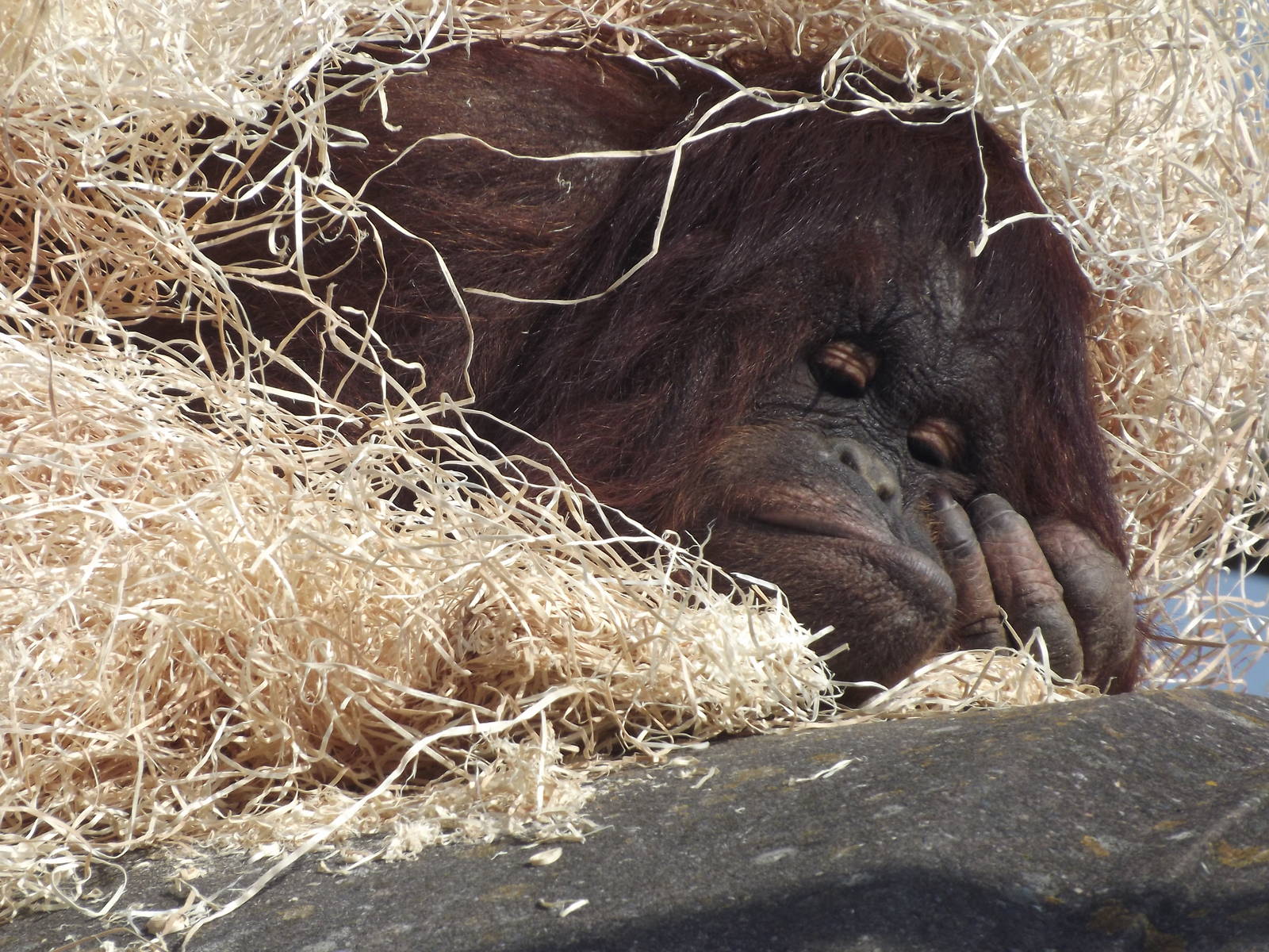 Western Bornean Orangutan at Blackpool Zoo 25/03/12