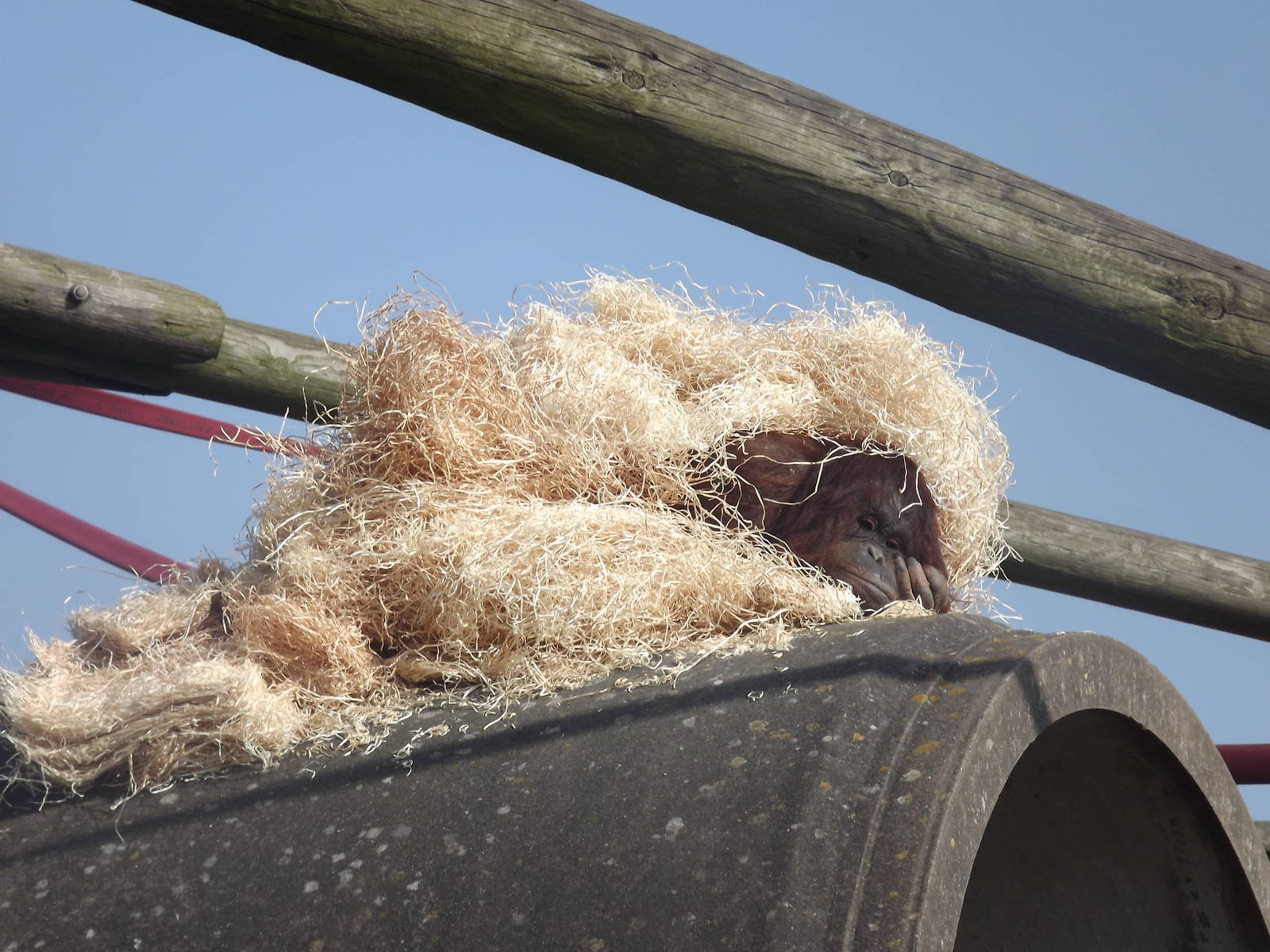 Western Bornean Orangutan at Blackpool Zoo 25/03/12
