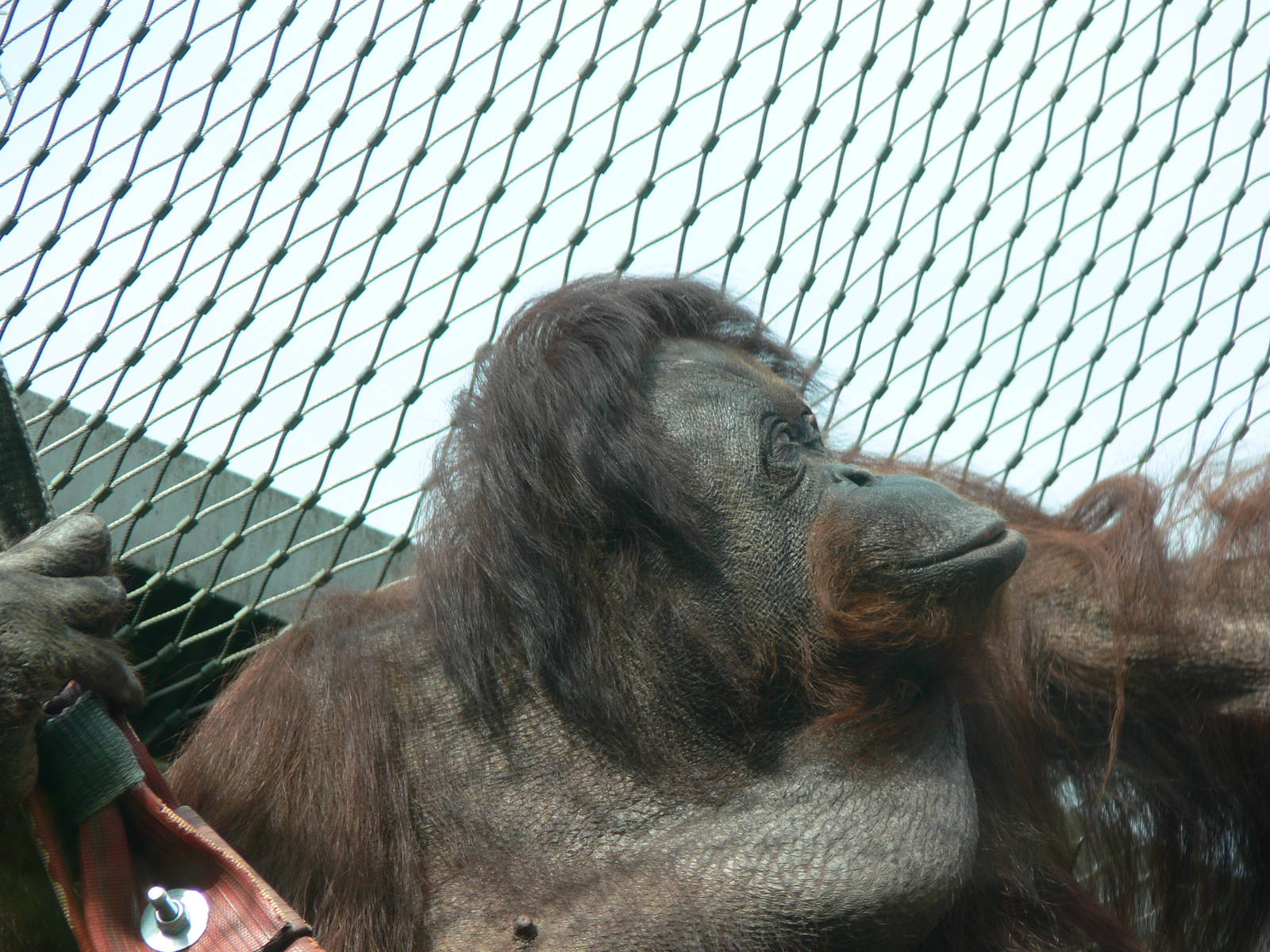 Western Bornean Orangutan at Chester Zoo, 28/08/13