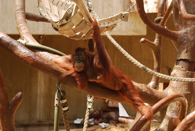 Western bornean orangutan