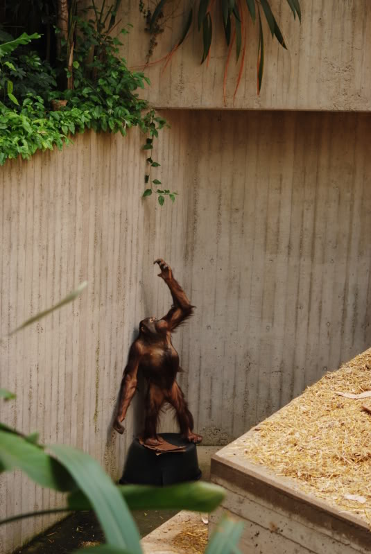 Western bornean orangutan