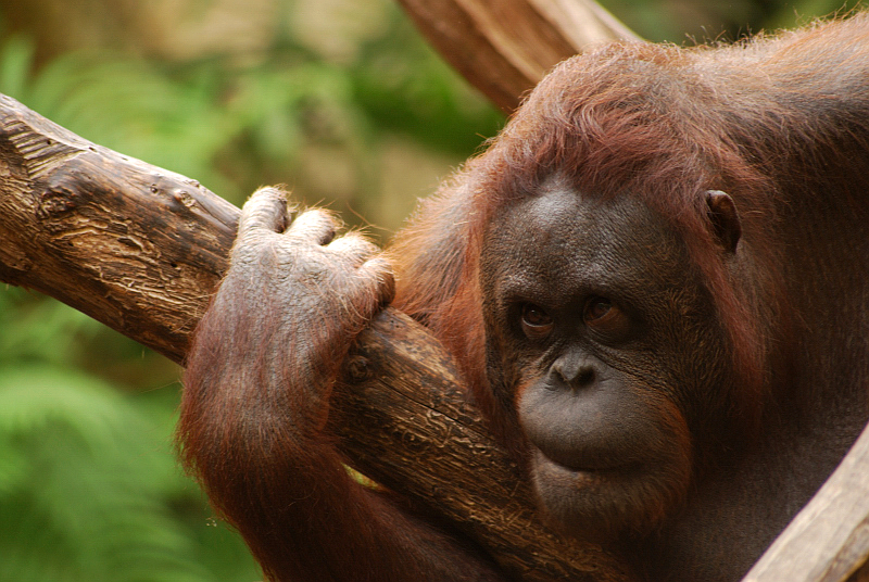 Western bornean orangutan