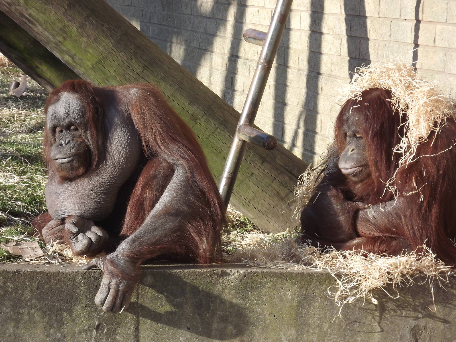 Western Bornean orangutans at Blackpool Zoo 15/01/12