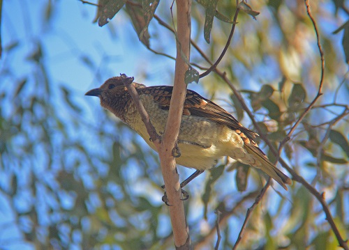 Western bower-bird