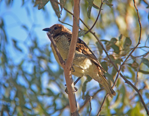Western bower-bird