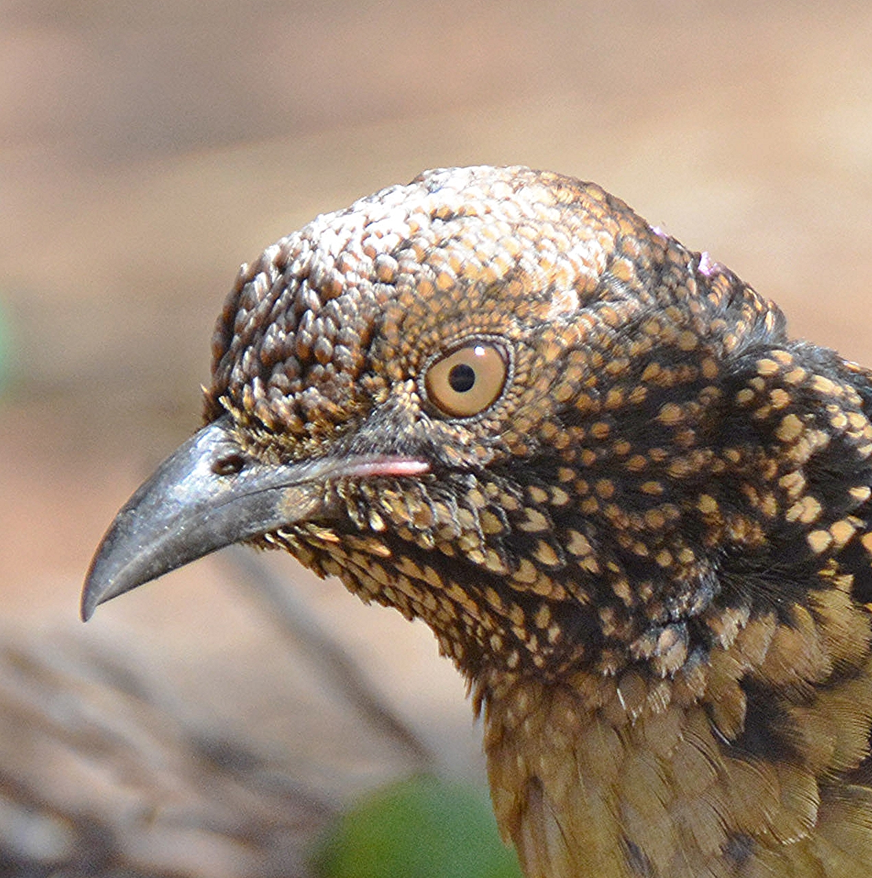 Western bowerbird 1