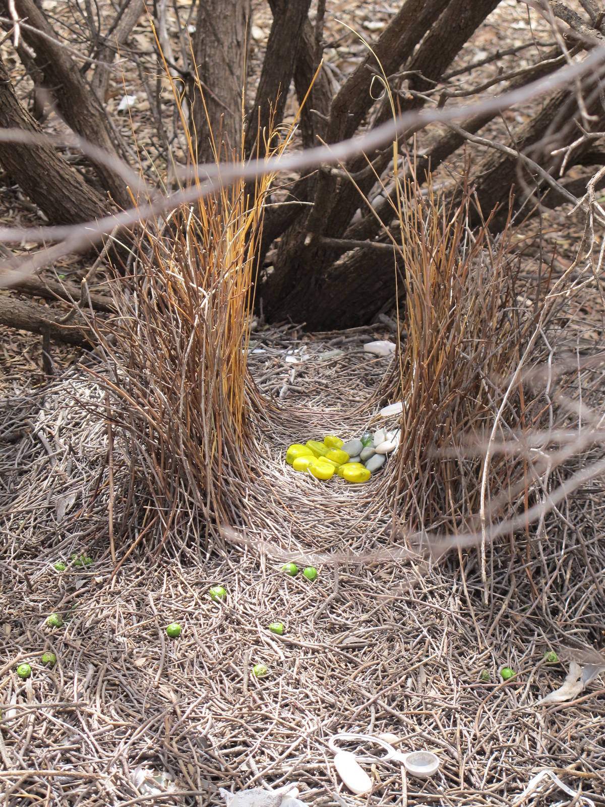 Western Bowerbird Bower, Alice Springs, NT