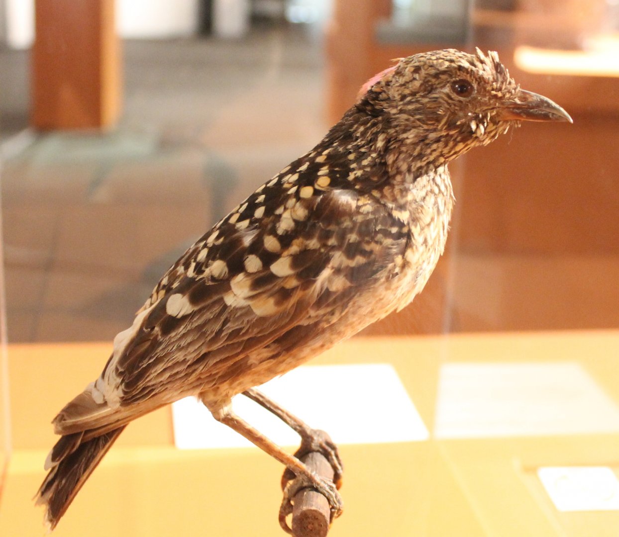 Western bowerbird - Chlamydera guttata
