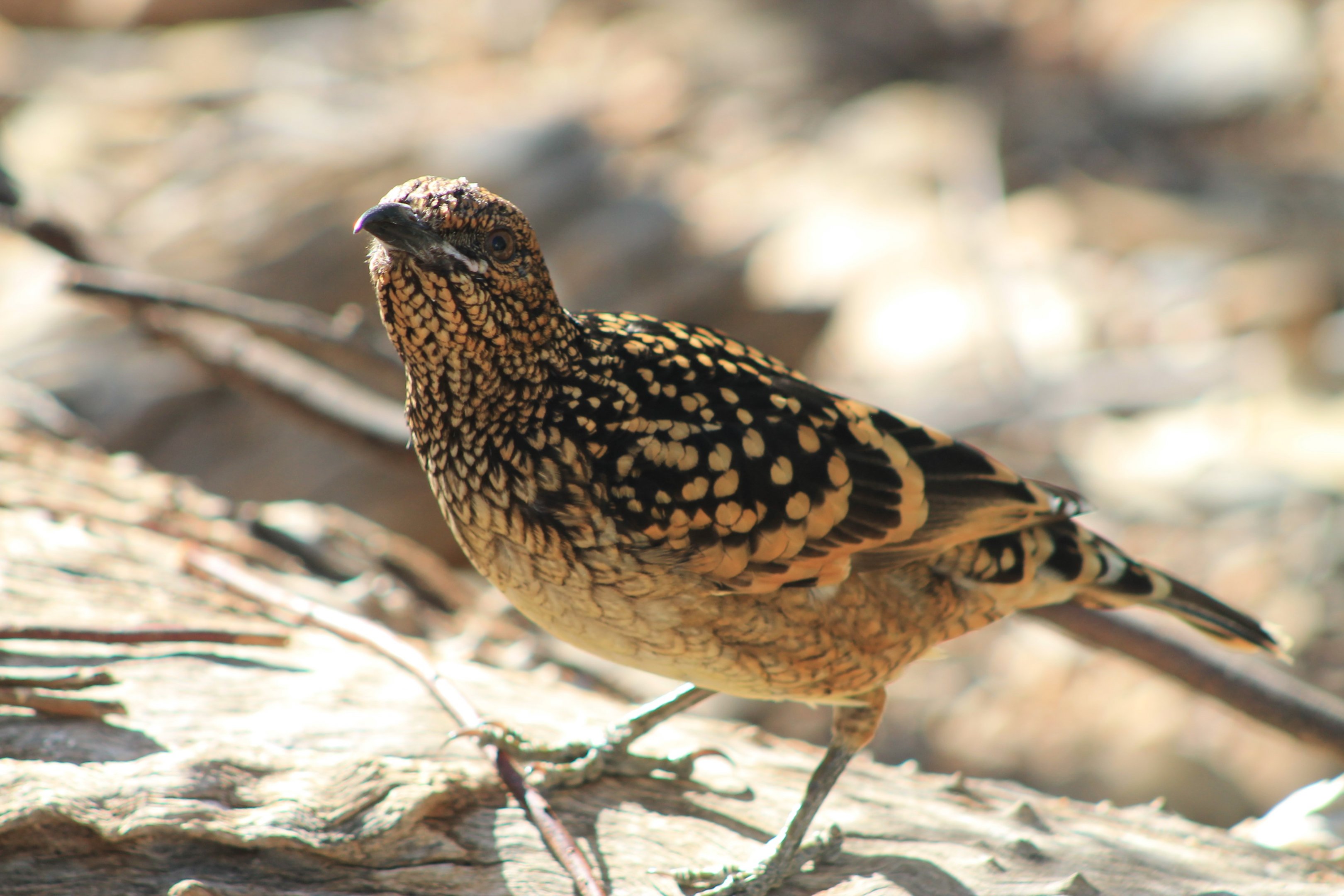 Western Bowerbird (Chlamydera guttata)