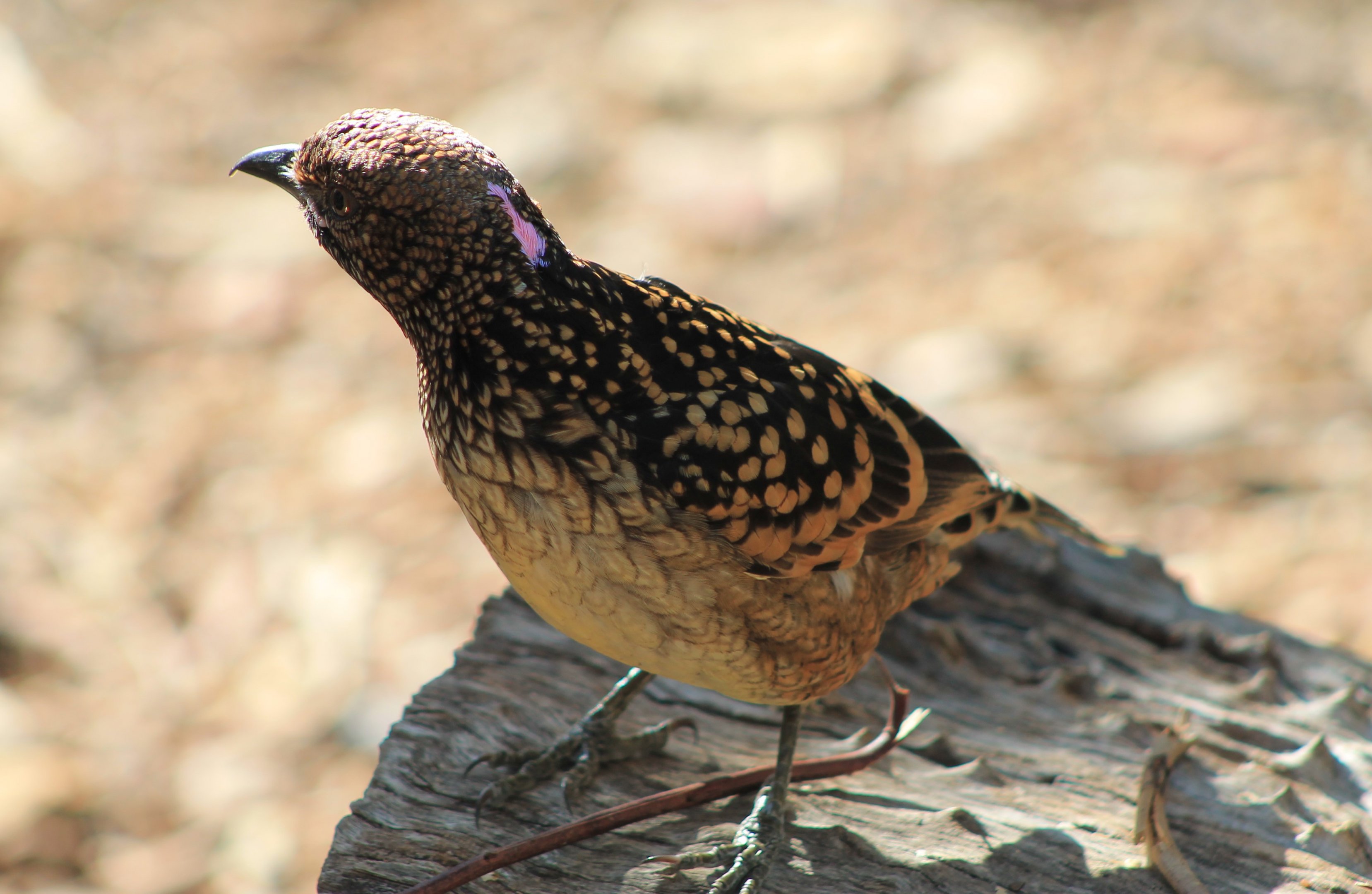 Western Bowerbird (Chlamydera guttata)