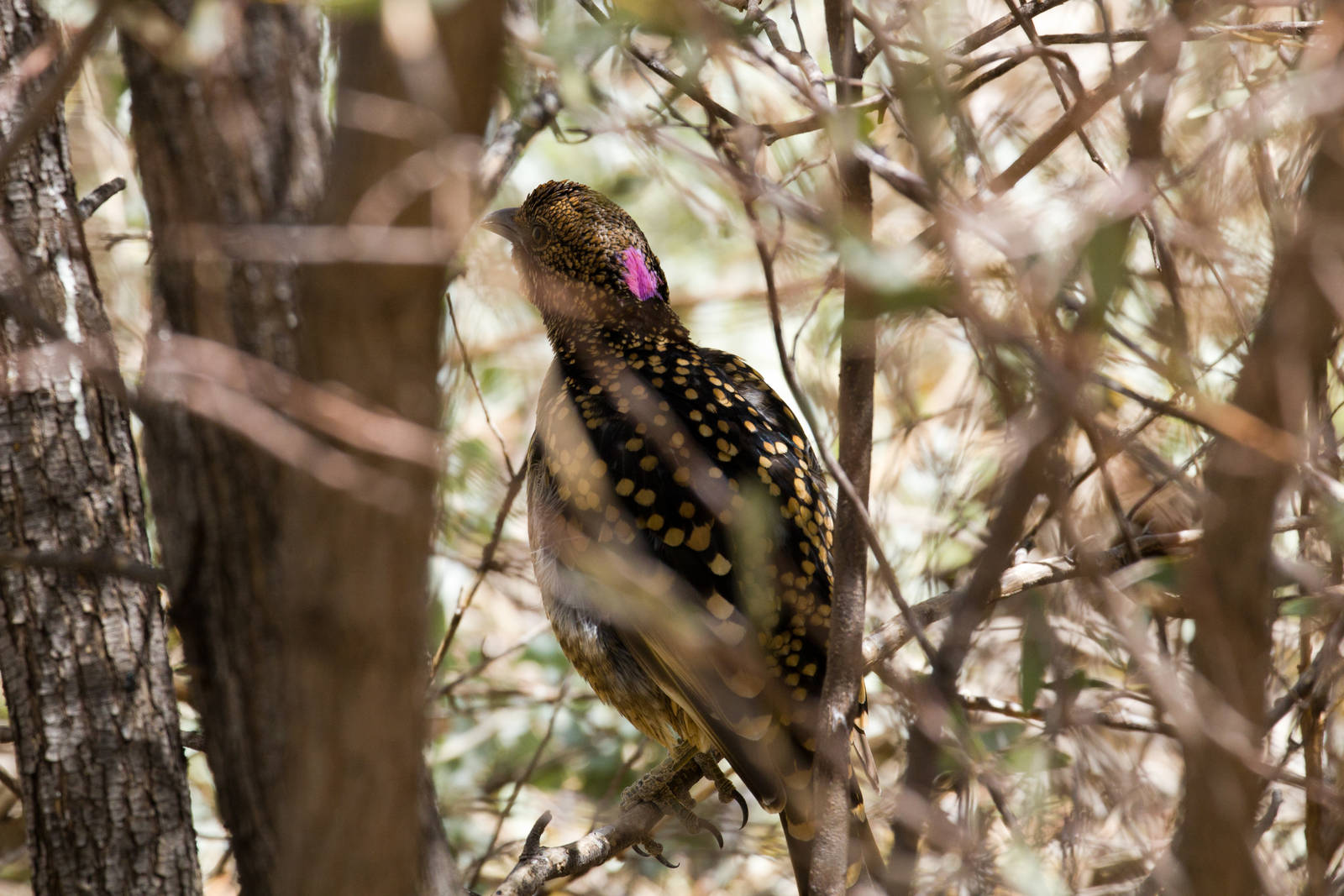 Western Bowerbird