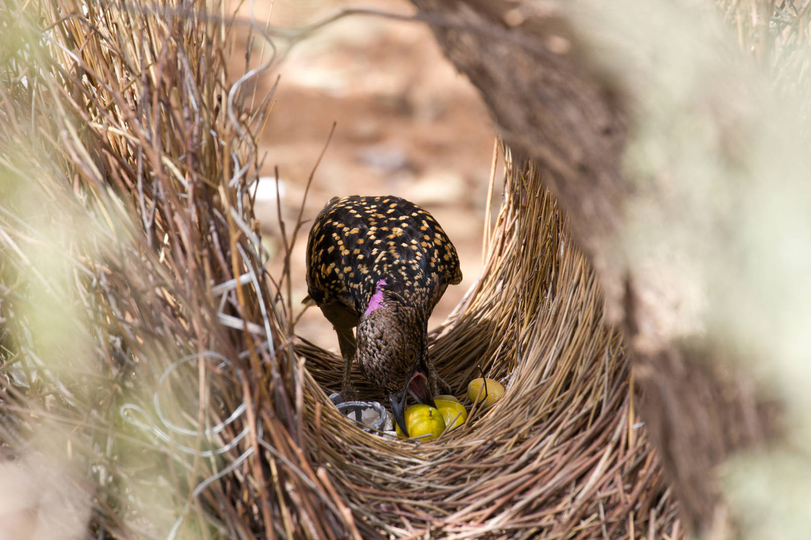 Western Bowerbird