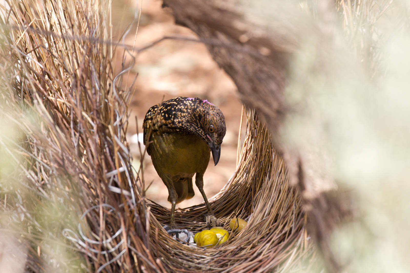 Western Bowerbird