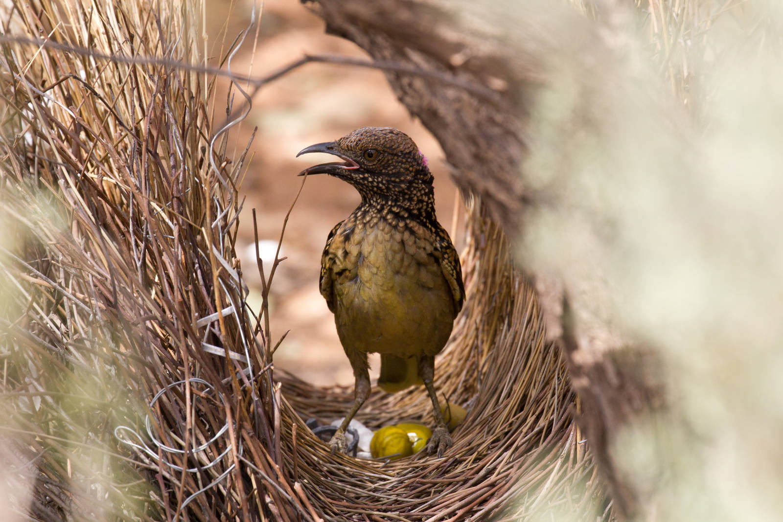 Western Bowerbird