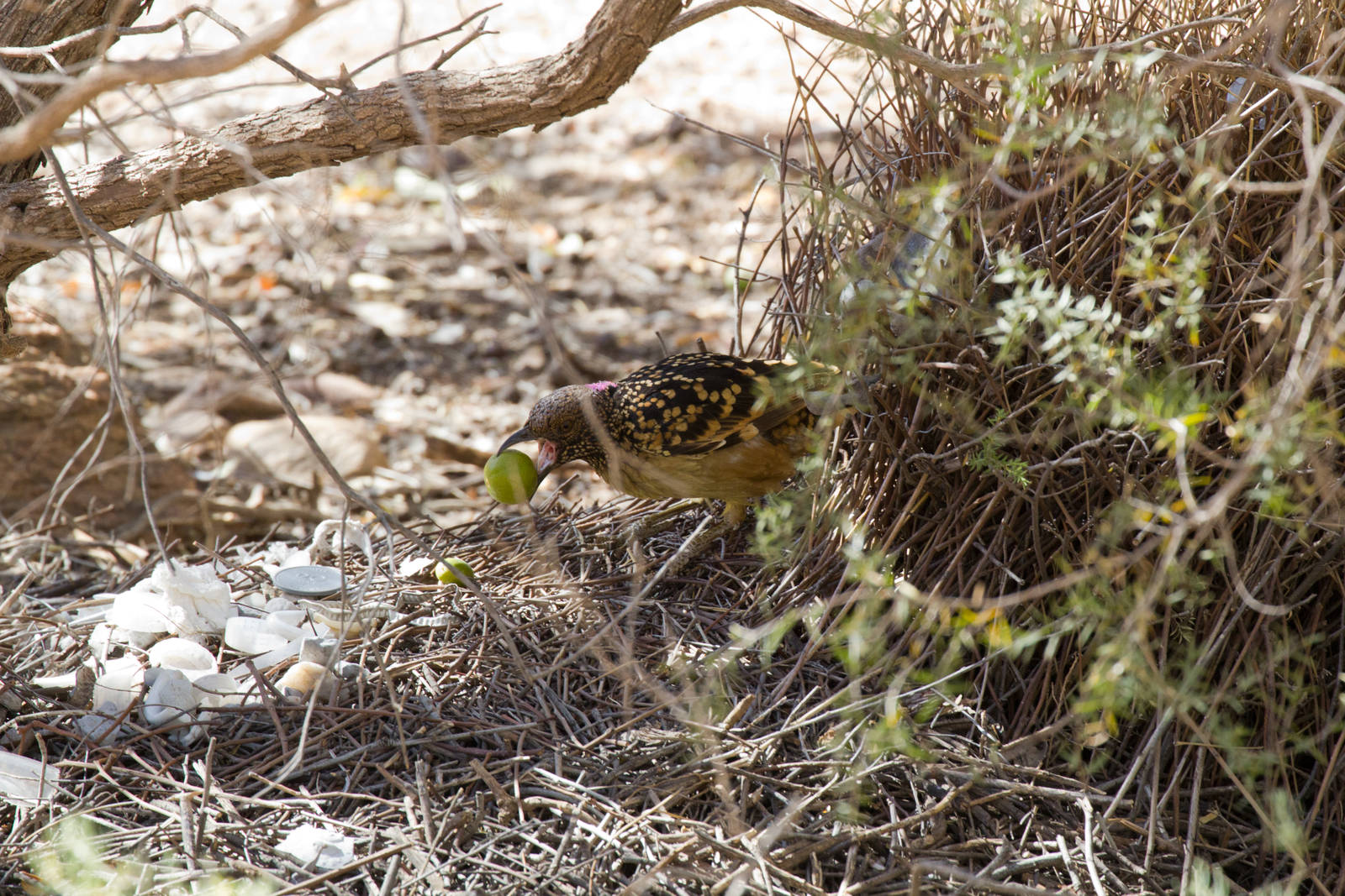 Western Bowerbird