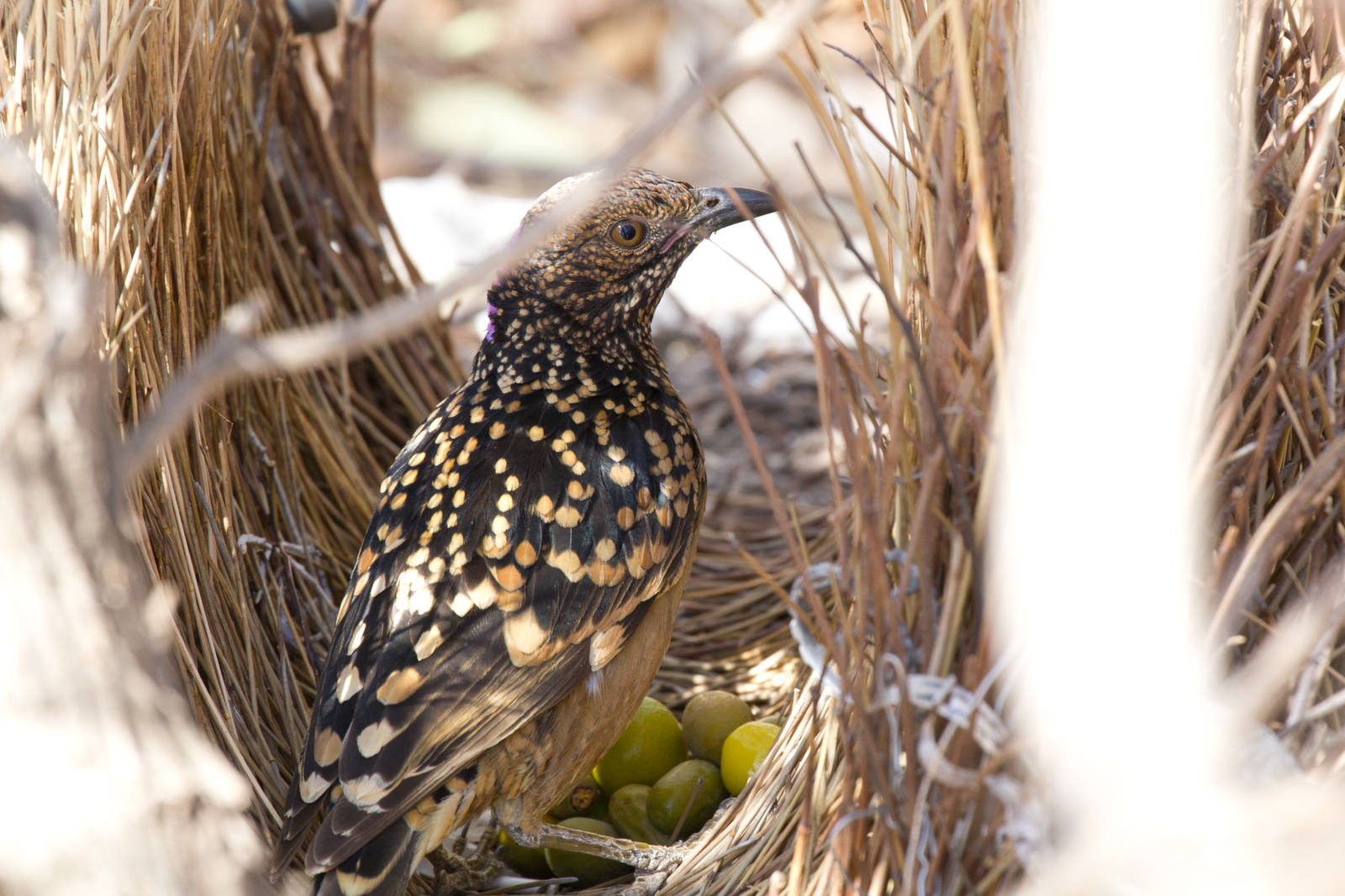 Western Bowerbird