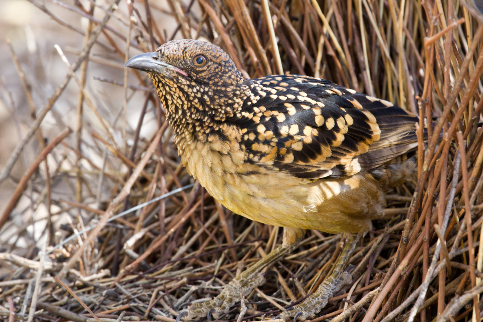 Western Bowerbird