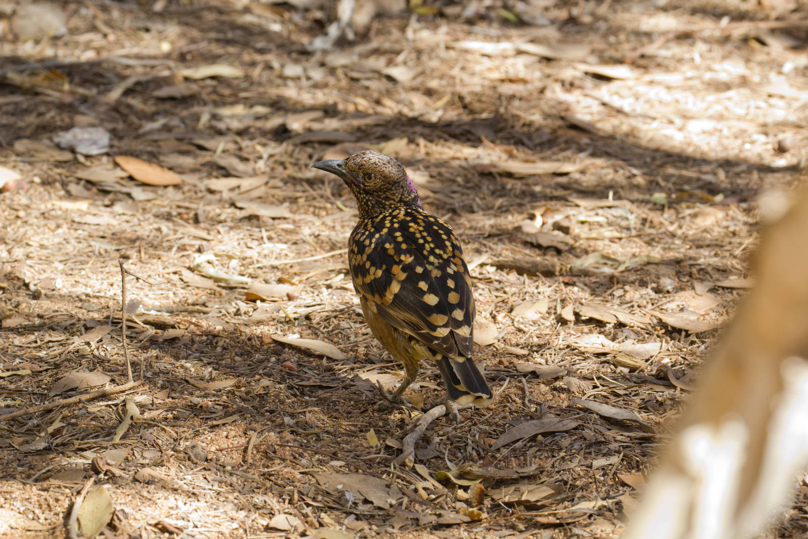 Western Bowerbird