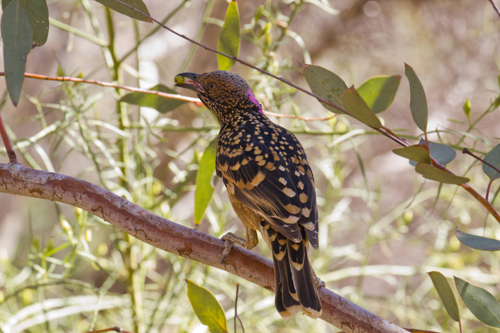 Western Bowerbird