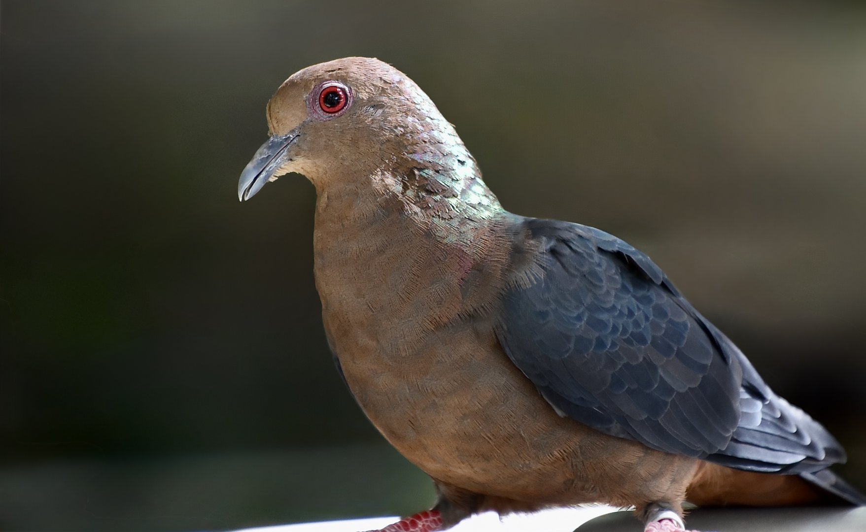 Western Bronze-Naped Pigeon (Columba iriditorques) female