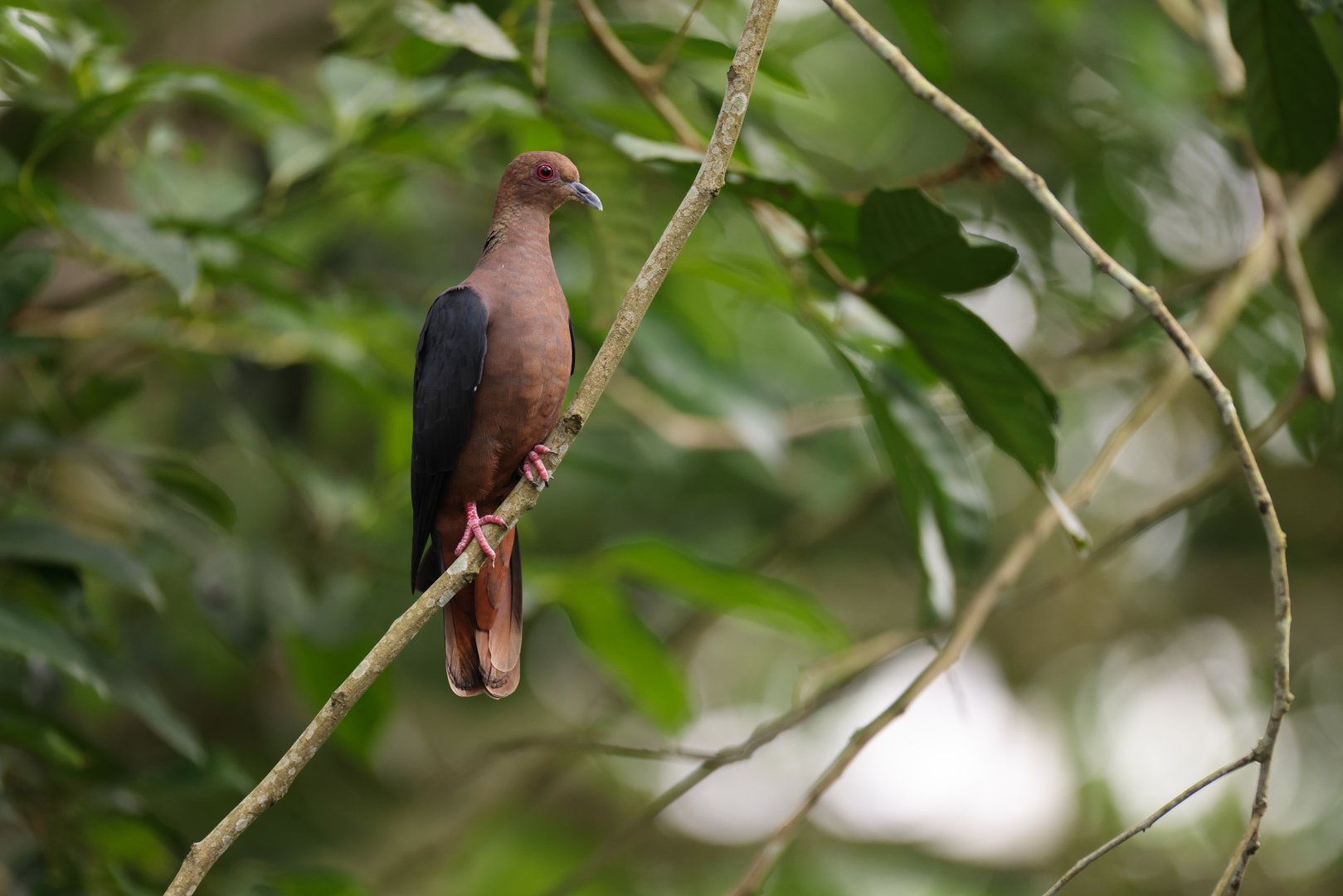 Western Bronze-naped Pigeon (Columba iriditorques) - Heart of Africa