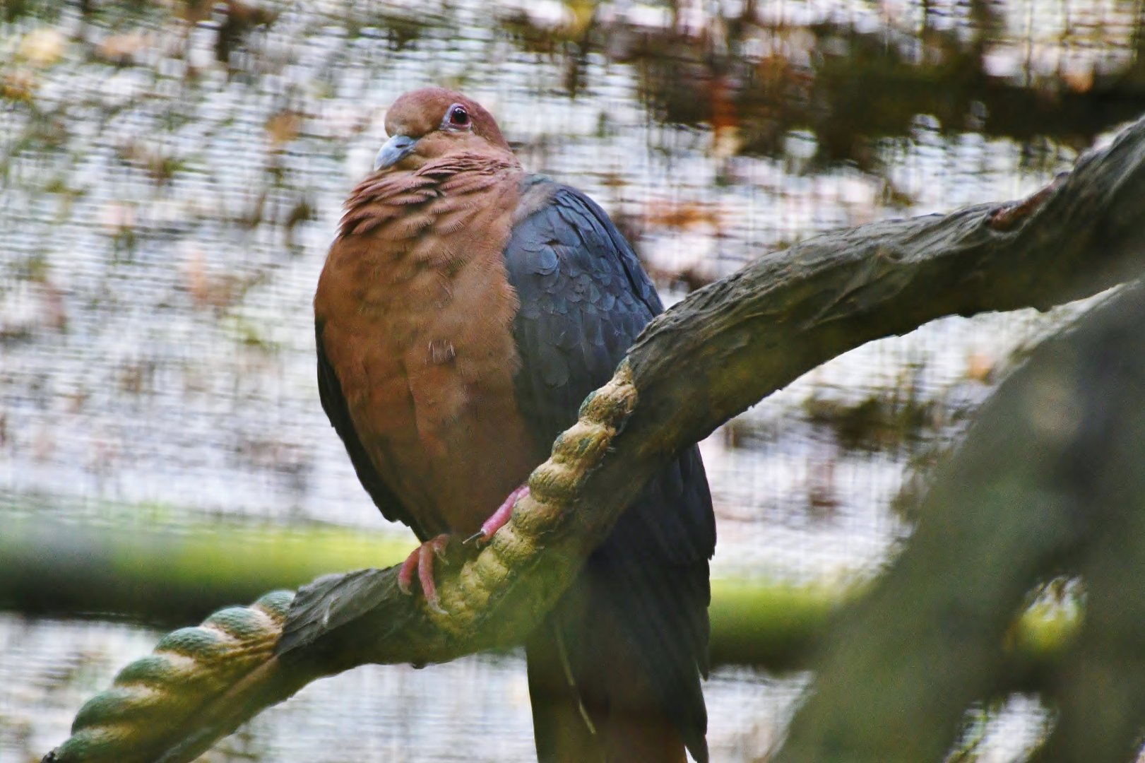 Western Bronze-naped Pigeon (Columba iriditorques)