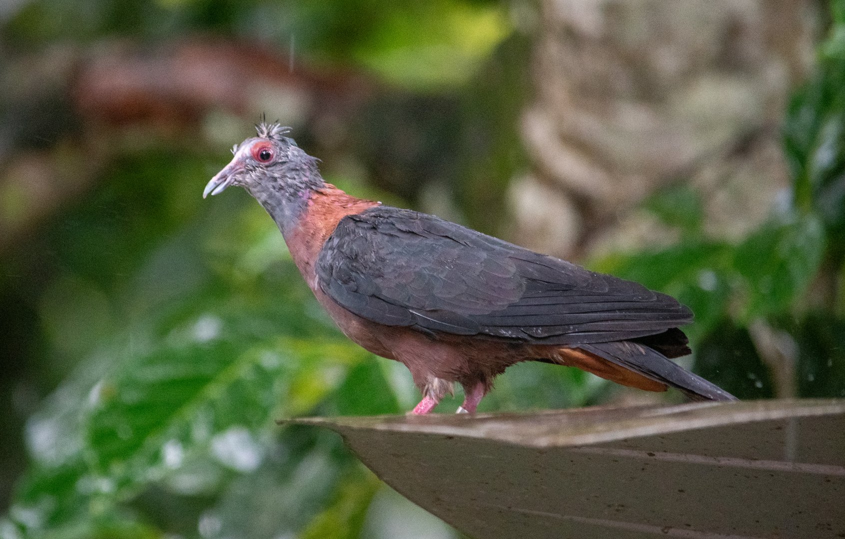 Western Bronze-naped Pigeon (Columba iriditorques)
