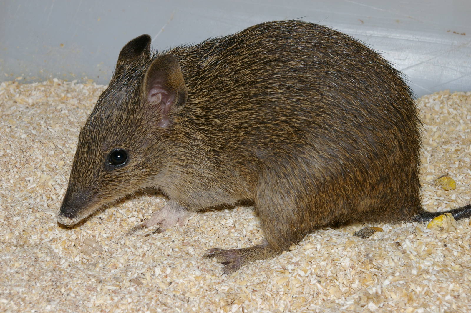 Western brown bandicoot (Isoodon fusciventer)