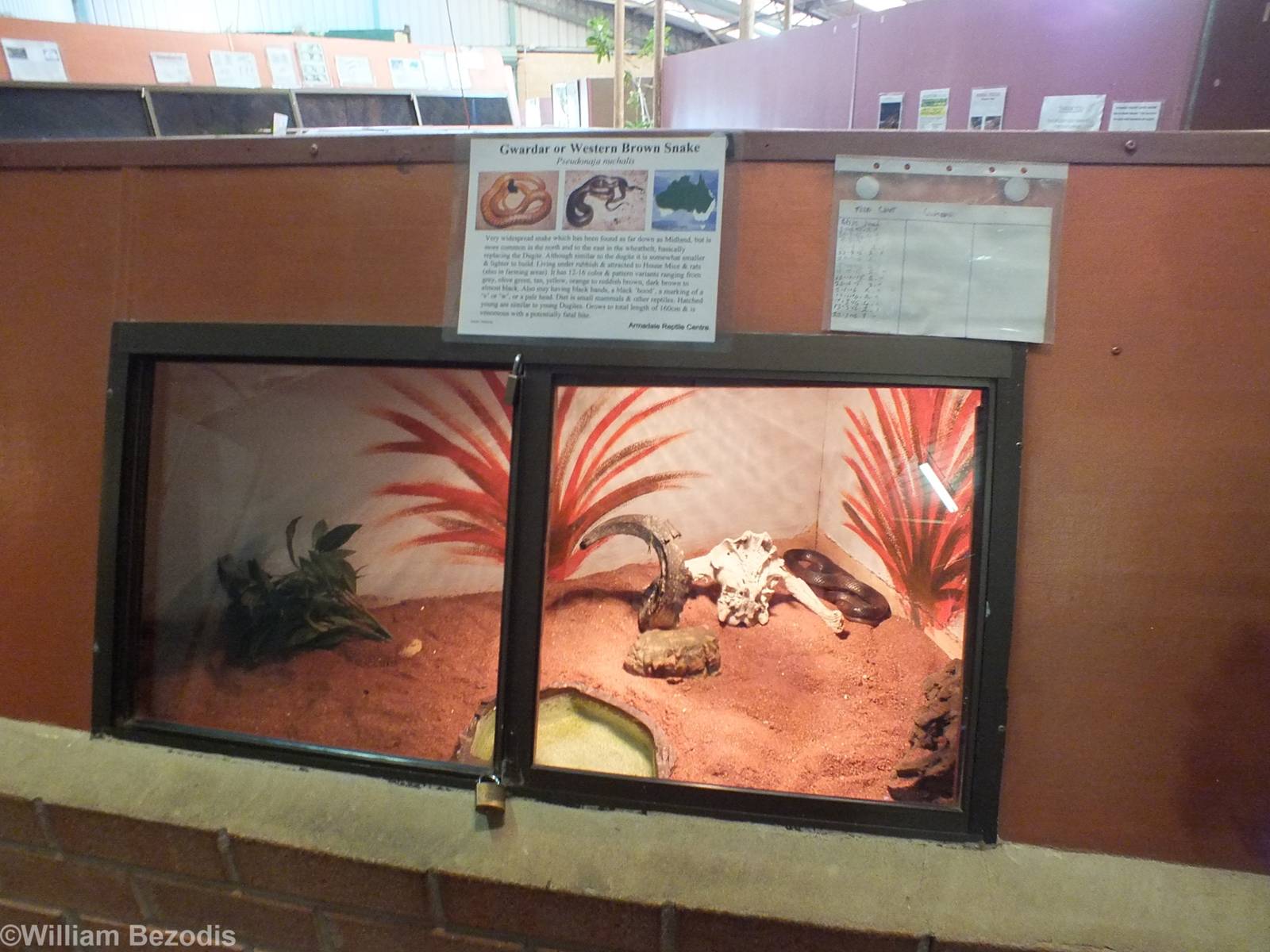 Western Brown Snake Enclosure