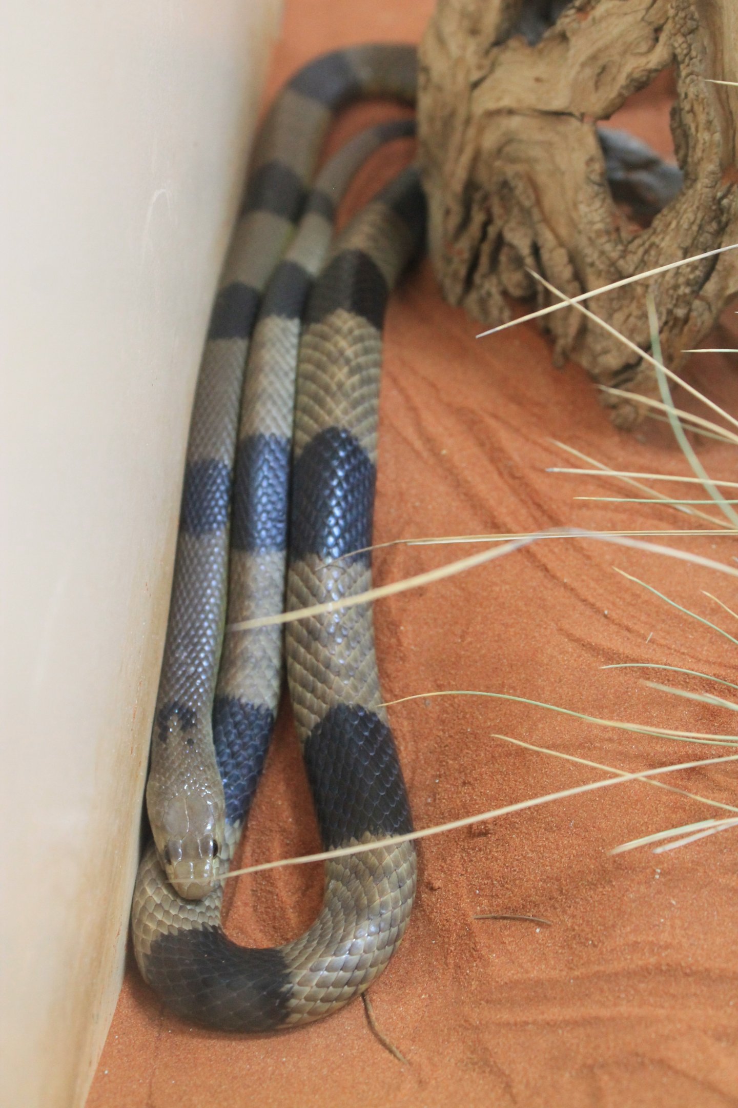 Western Brown Snake (Pseudonaja mengdeni), banded form