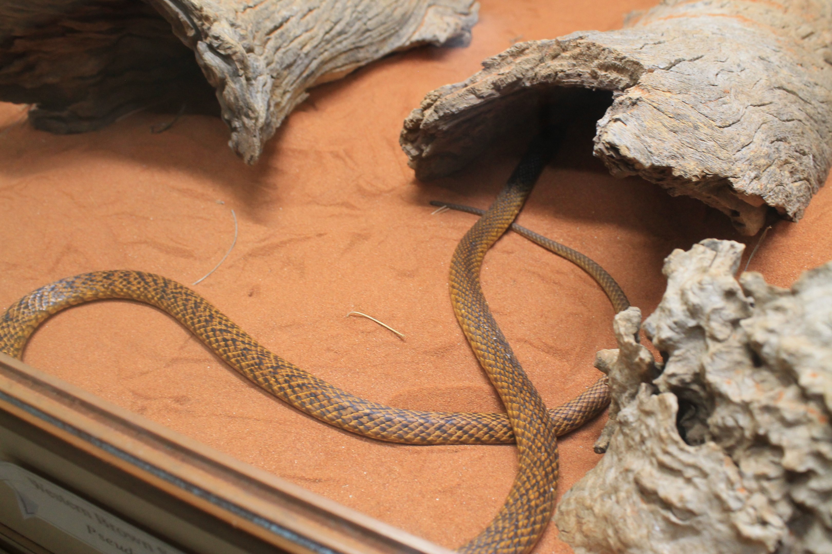Western Brown Snake (Pseudonaja mengdeni), black-headed form