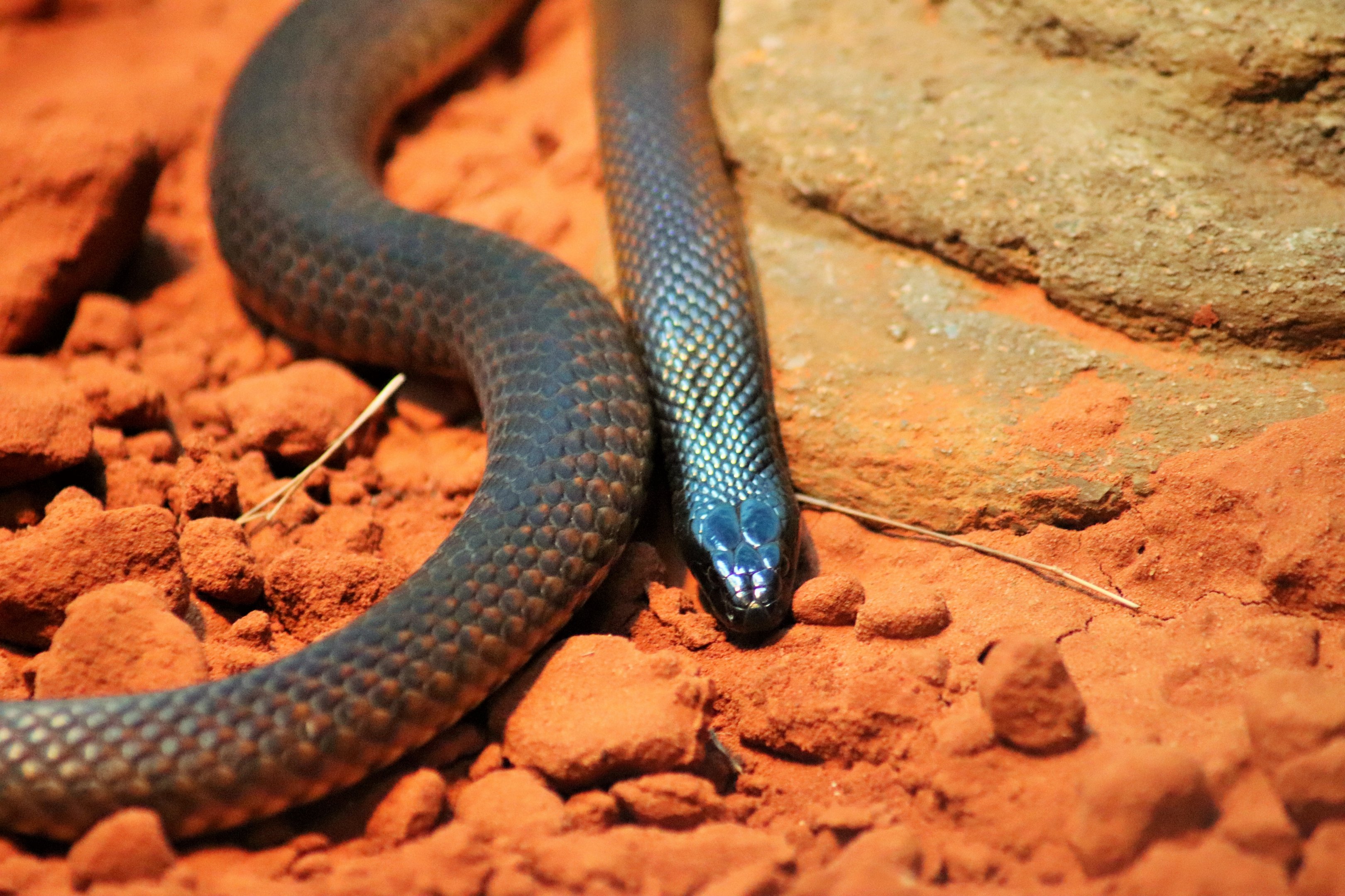 Western Brown Snake (Pseudonaja nuchalis)