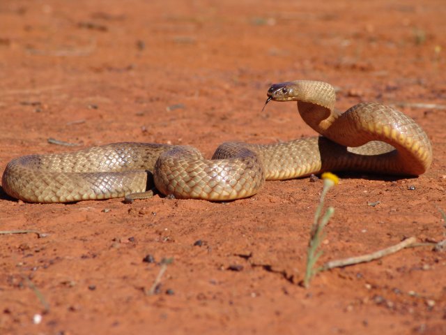 Western Brown Snake