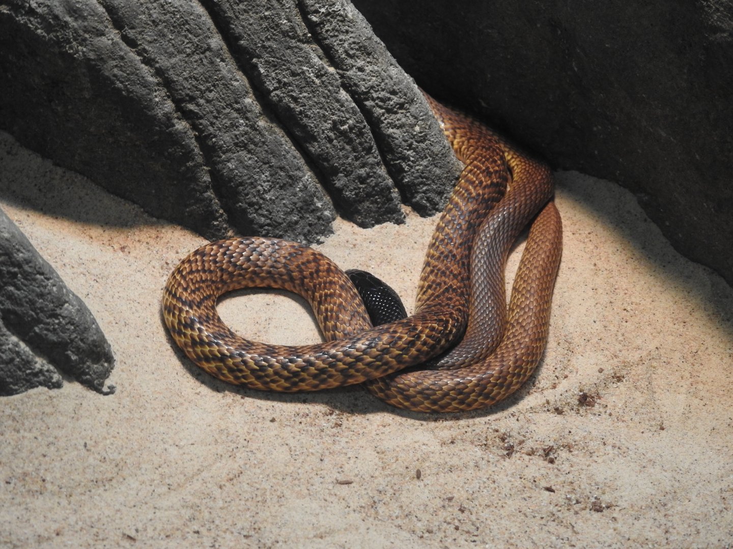 Western Brown-Snake